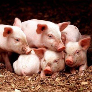 平度生猪价格爆涨为什么养殖户压力反而增大
